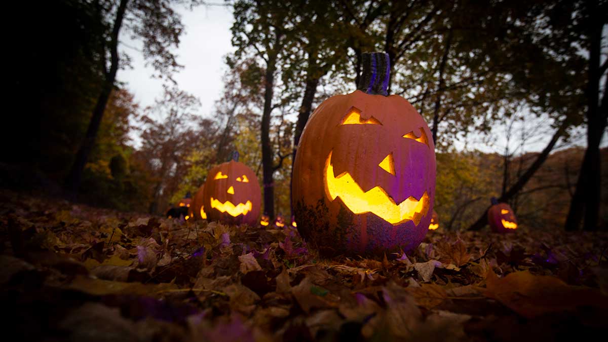 Jack O'Lanterns line the blaze trail